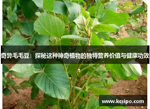 奇异毛毛豆：探秘这种神奇植物的独特营养价值与健康功效